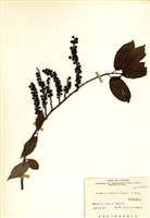 藏品(通條樹)的圖片